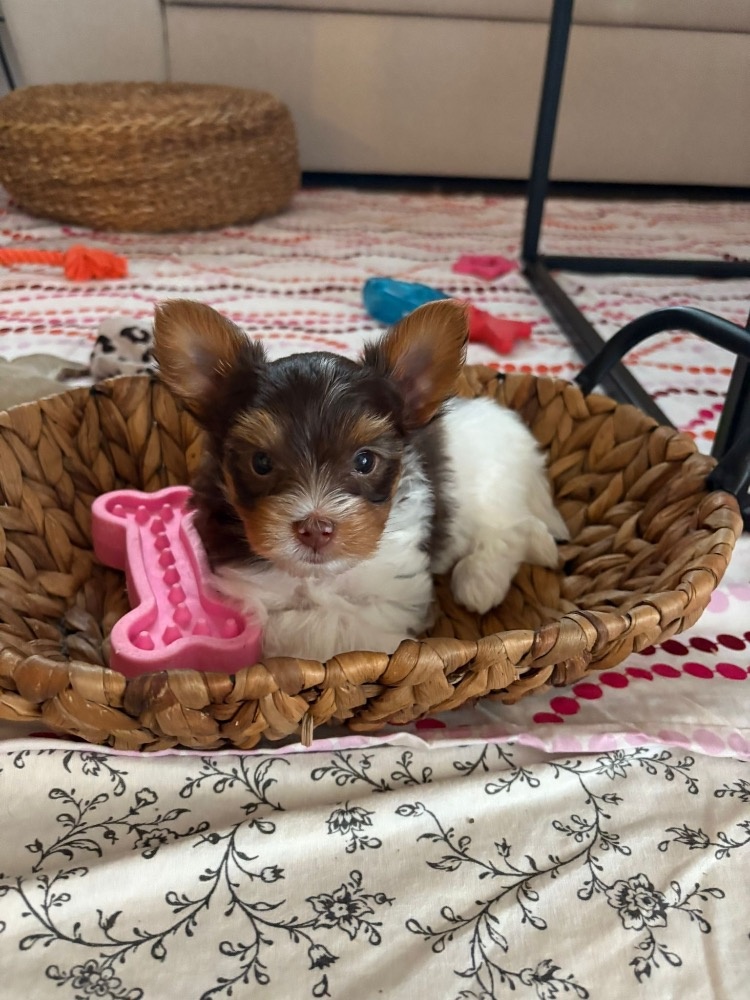 Biewer teriér s PP - 2