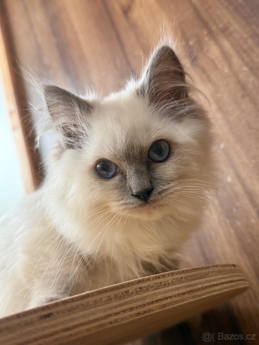 Poslední Ragdoll s PP - 2