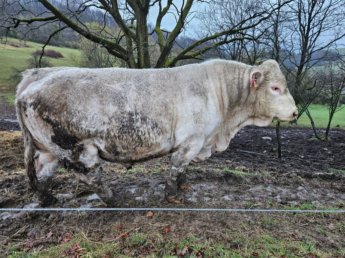 Charolais T 100 - 2