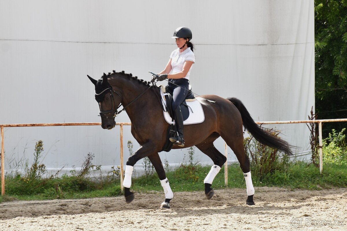 Zkušená drezurní klisna pro dítě či juniora - 2
