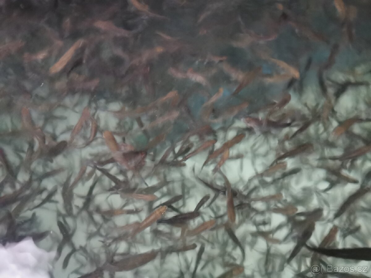 Pstruh duhový násada do jezírka - 2