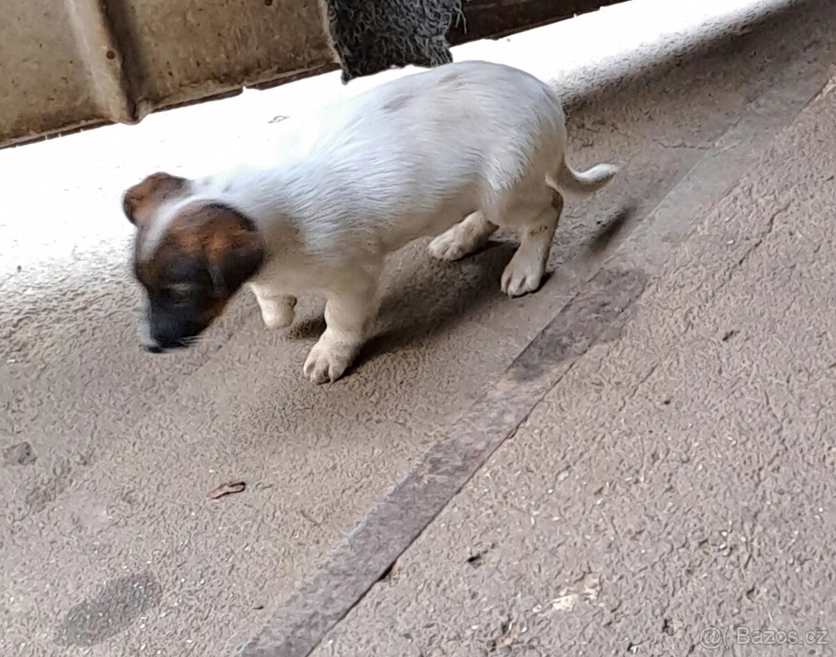 Jack Russell terier - 2