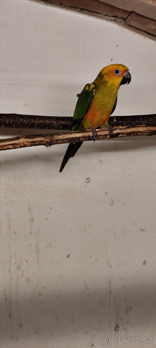 Aratinga sluneční - 2