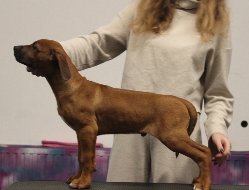 Rhodéský ridgeback - 2