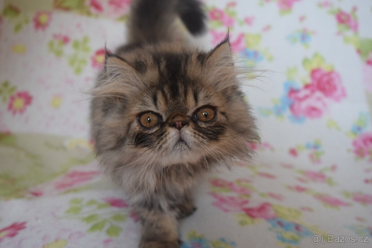 Perský kocour - 2