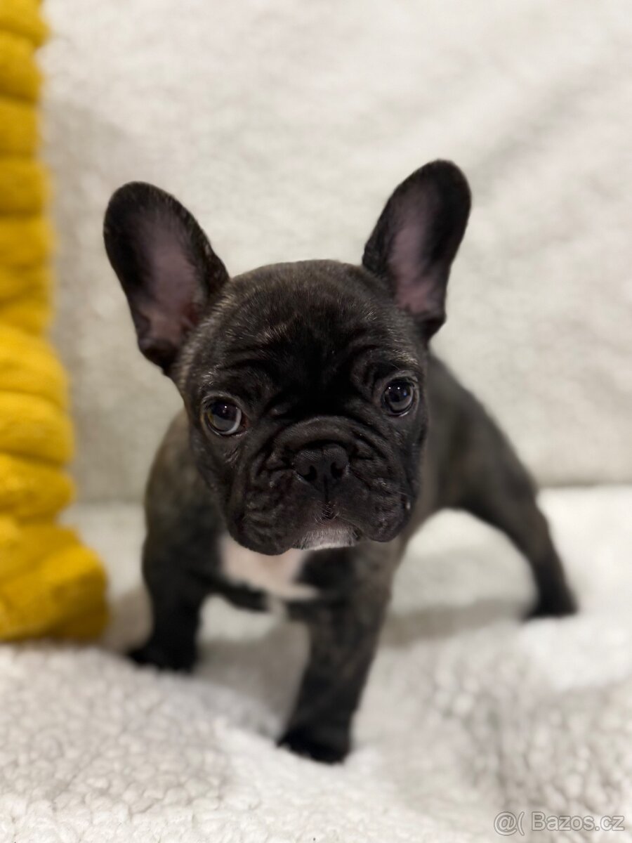 Francouzský buldoček štěňátko s PP - 2