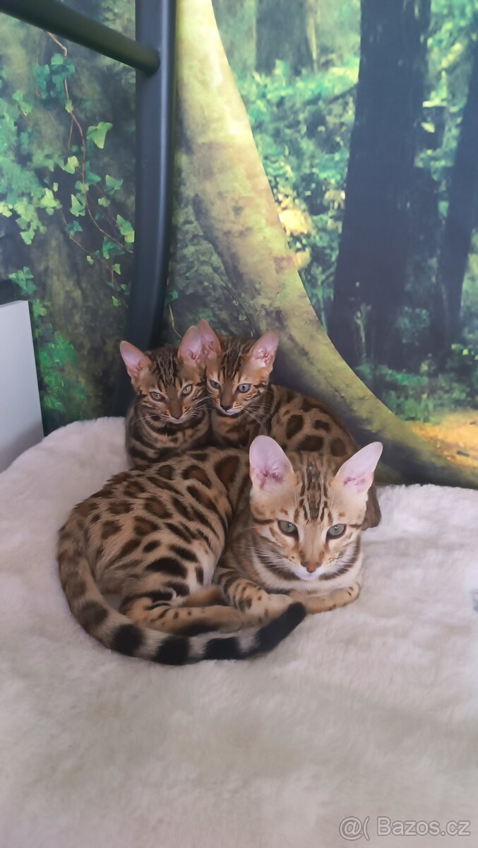 Bengálský kocourek - 2