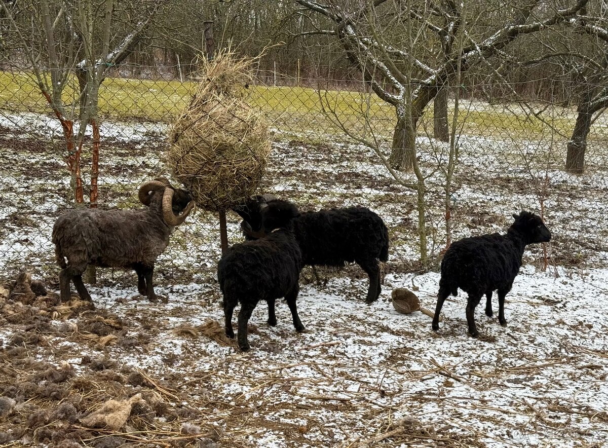 Berani a ovce ouessantské - 2