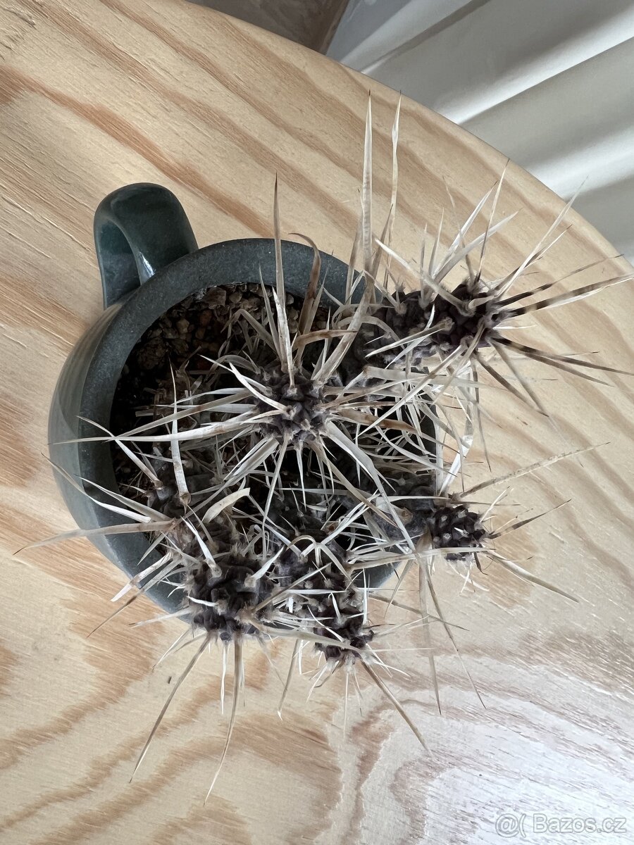 malý kaktus rostlina v hrníčku - 2