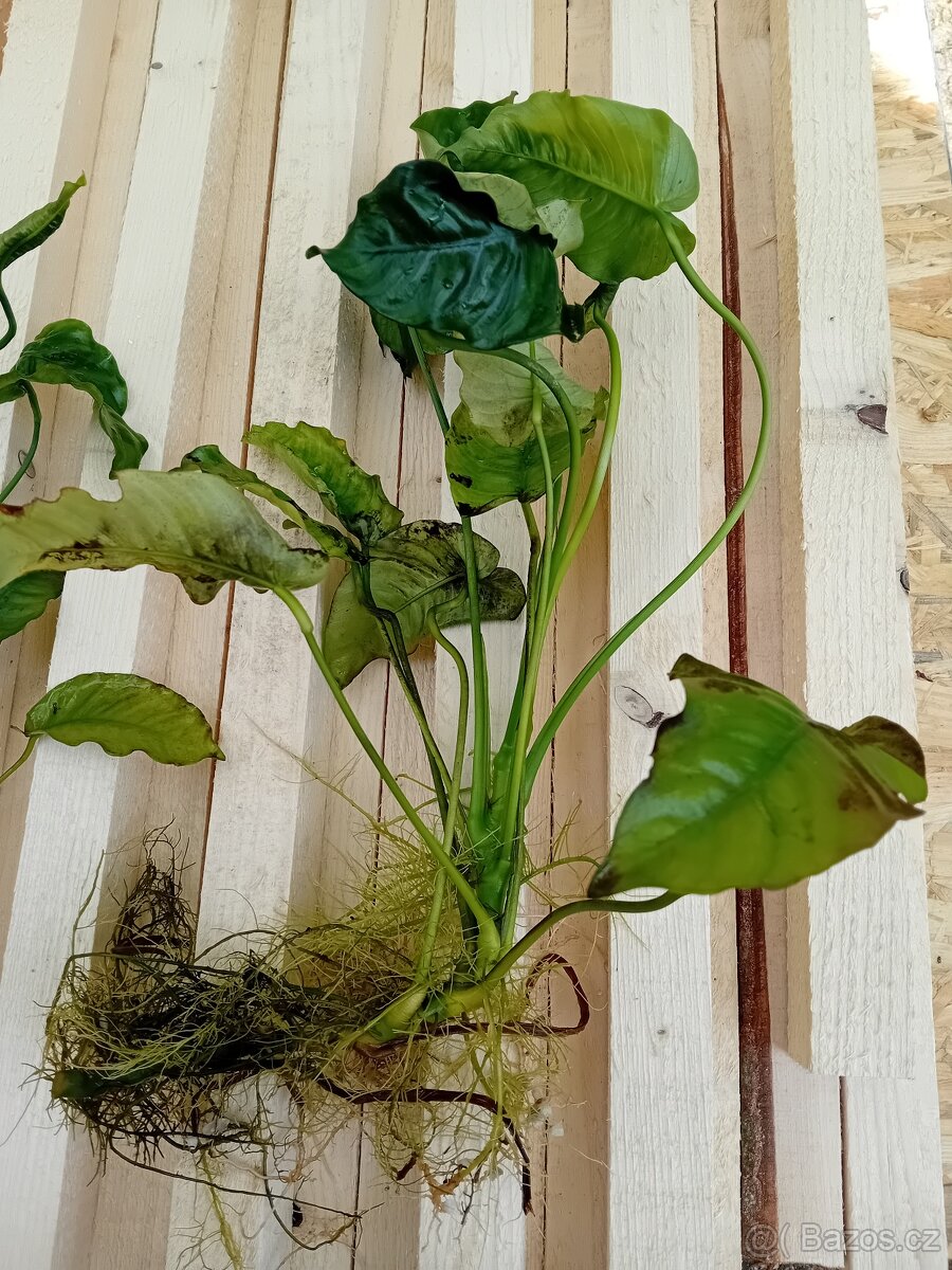 Akvarijní rostliny - 2