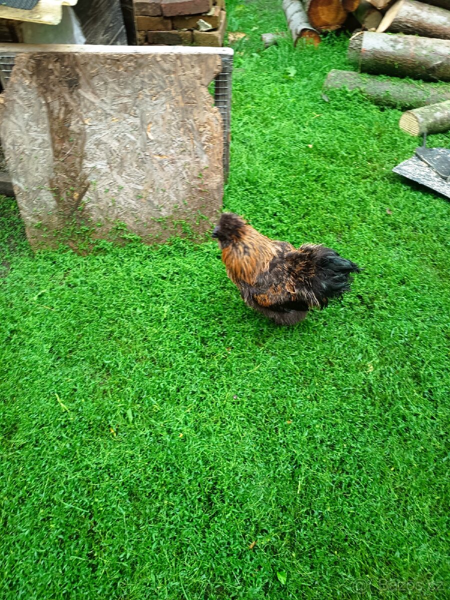 Daruji dva kohouti hedvabnicka - 2
