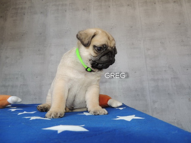 MOPS s PP. - 2