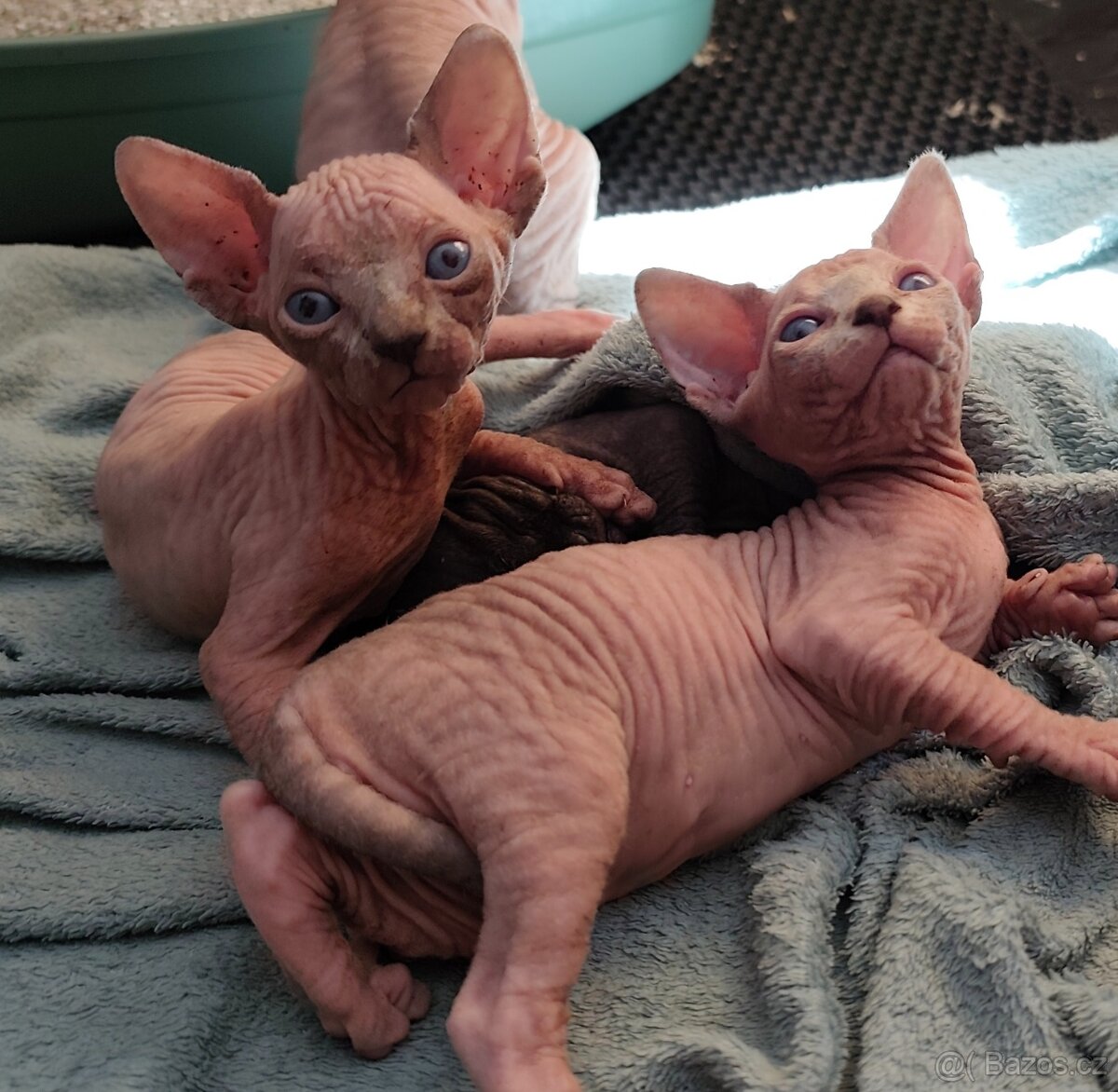 Koťátka Kanadský sphynx bez PP - 2
