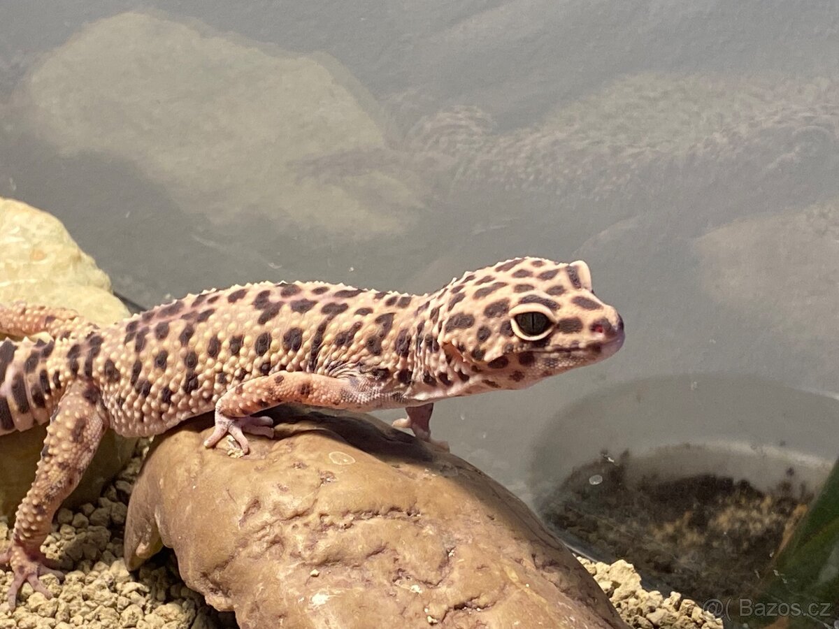 Gekončík noční - 2