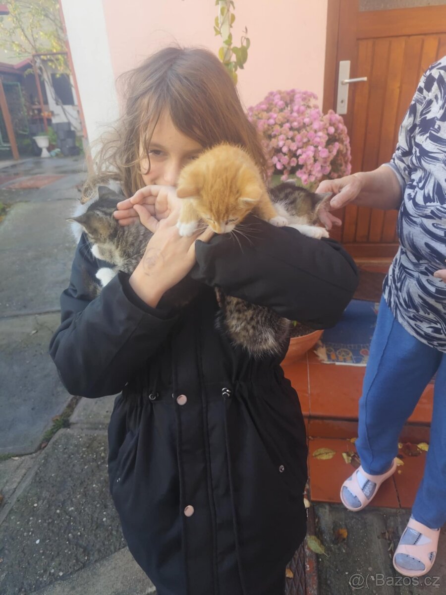 Daruji 3 koťata kocouři - 2