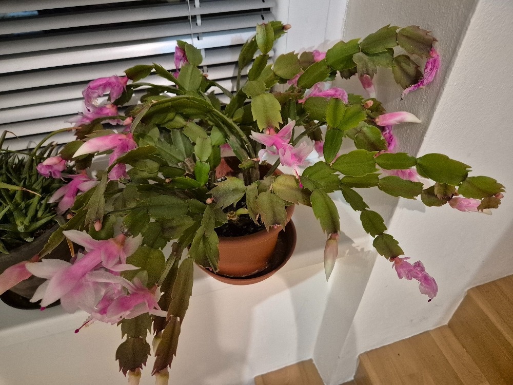 Vánoční kaktusy (2x) - 2