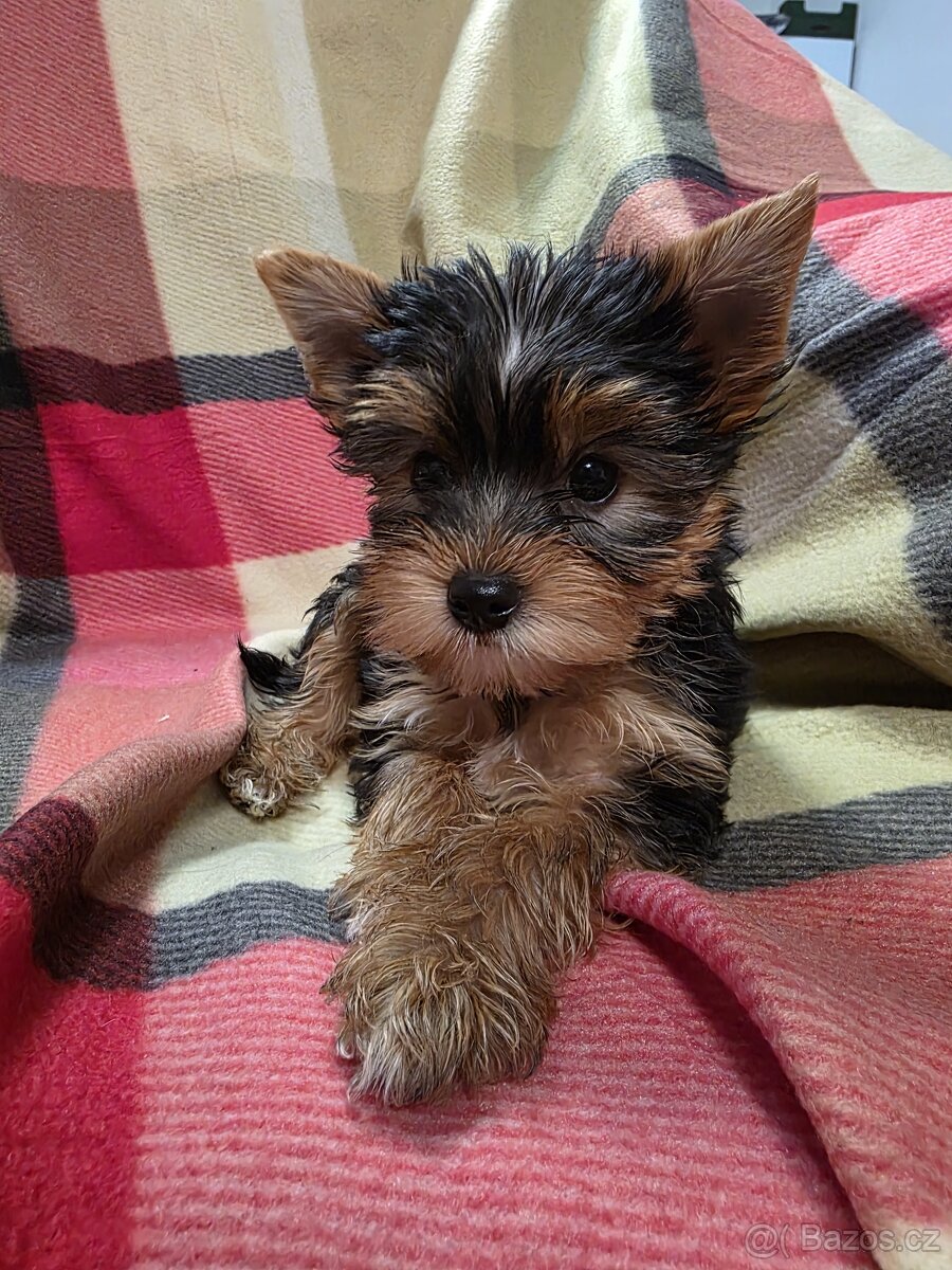 Jorkšířský teriér s PP - 2