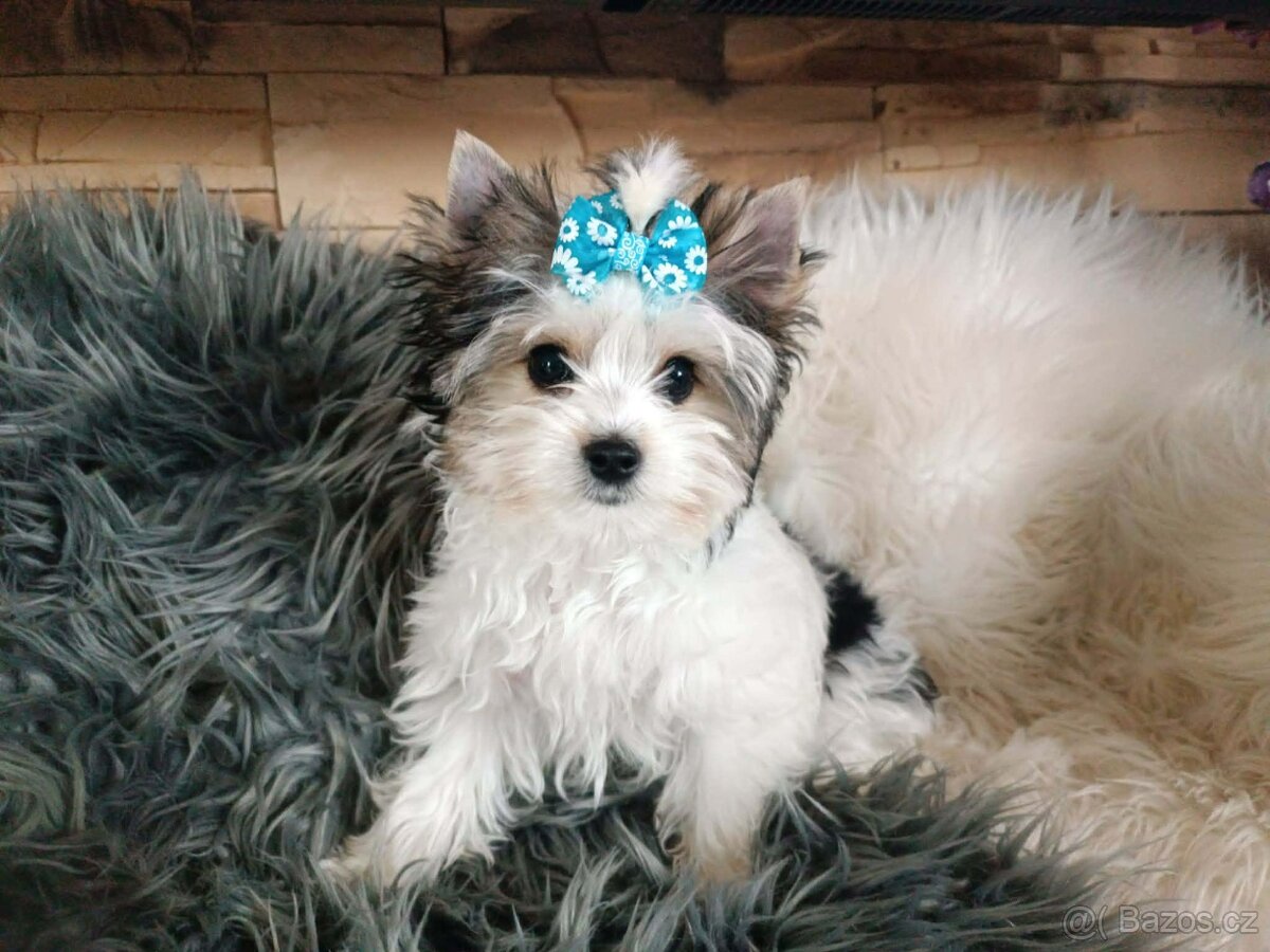 Biewer jorkšírský teriér s PP - 2