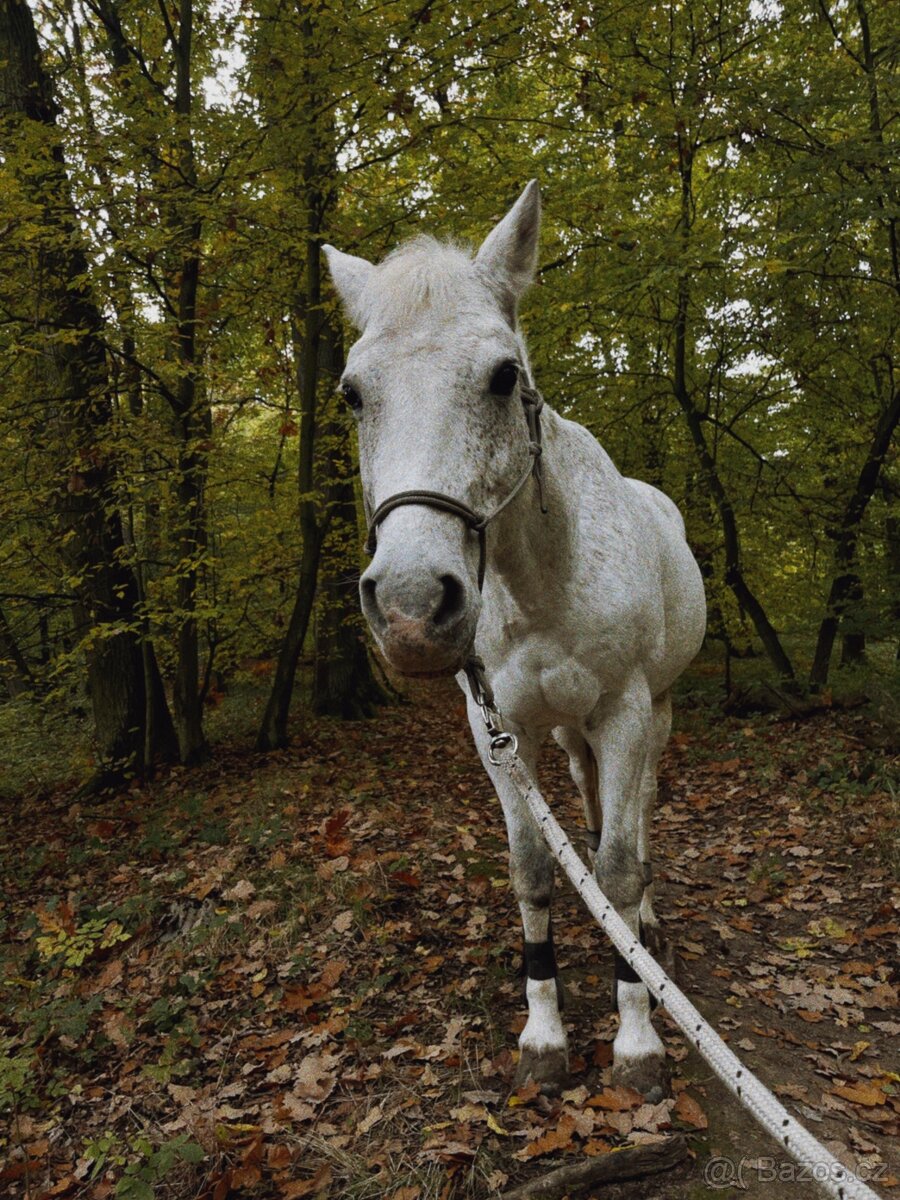 Kůň k pronájmu - 2