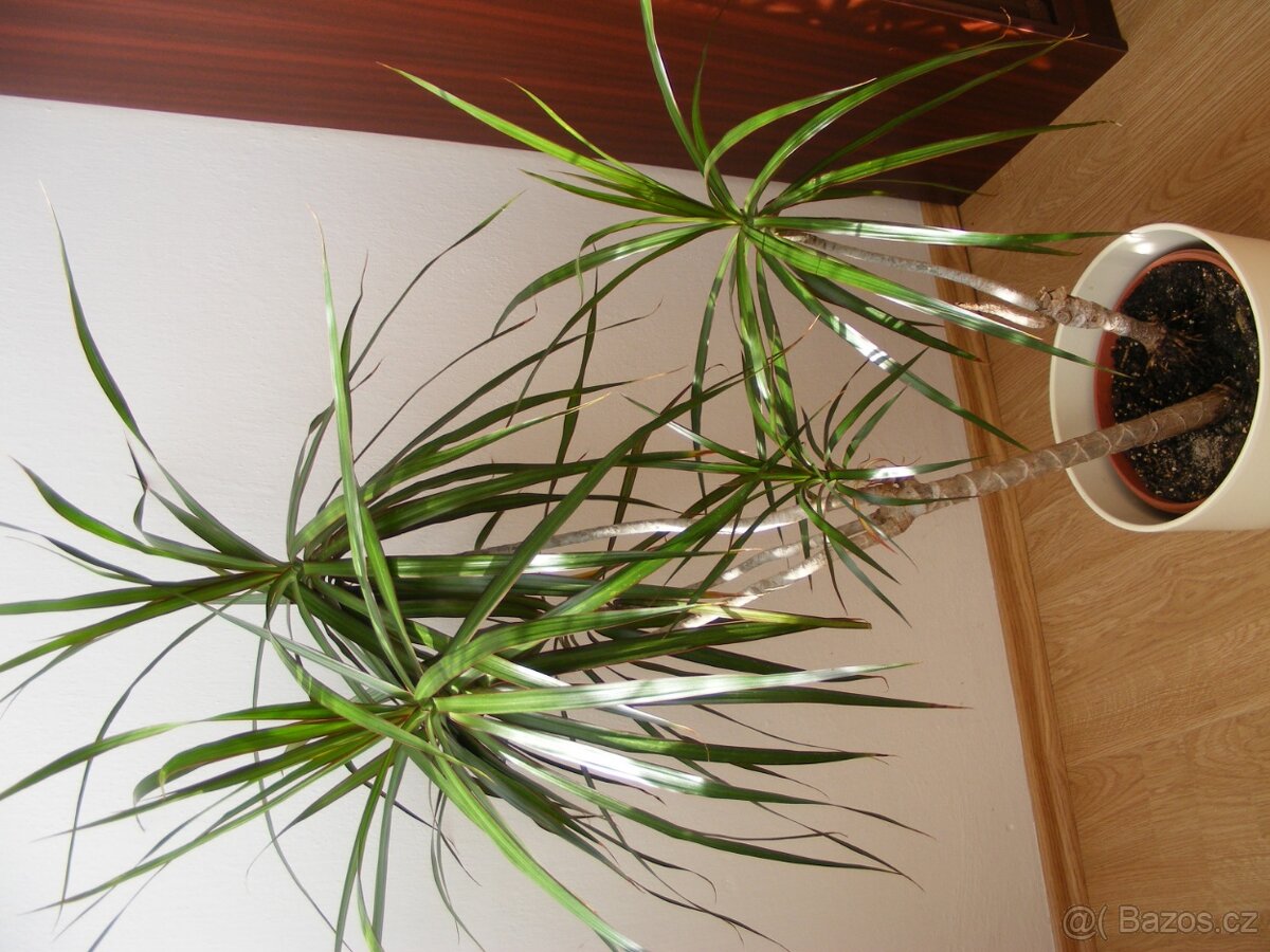 Dracena, pokojová rostlina - 2