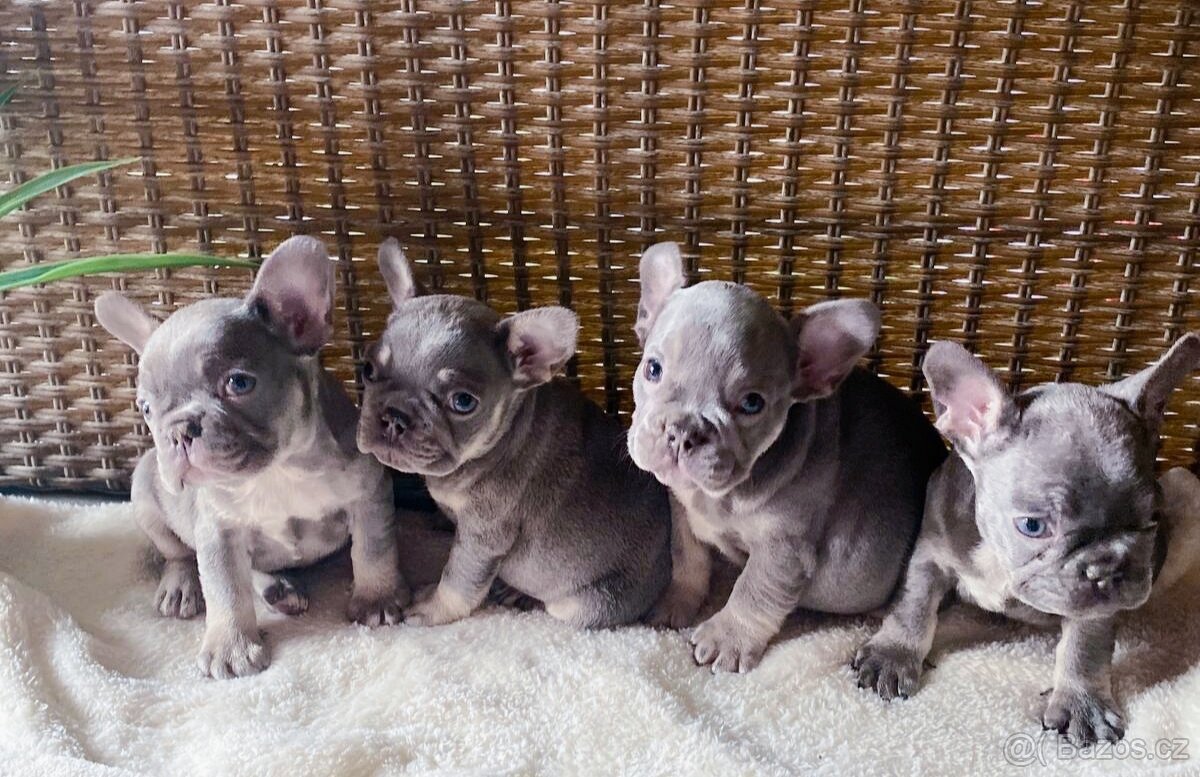 Francouzský buldoček barvě modré 🩵 - 2