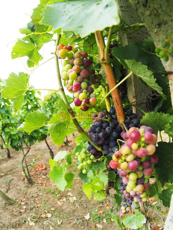 Vinice v Kobylí s možností vybudovat sklípek - 2