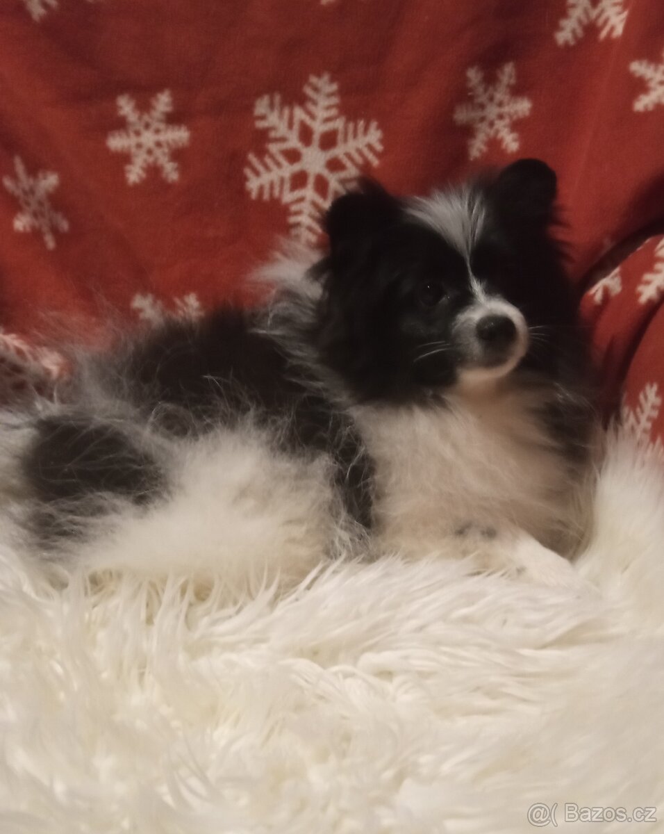 Ragdoll kotě, kocourek bez PP. - 2