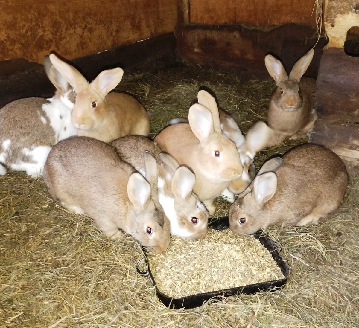 Mladí králíci na chov - 2