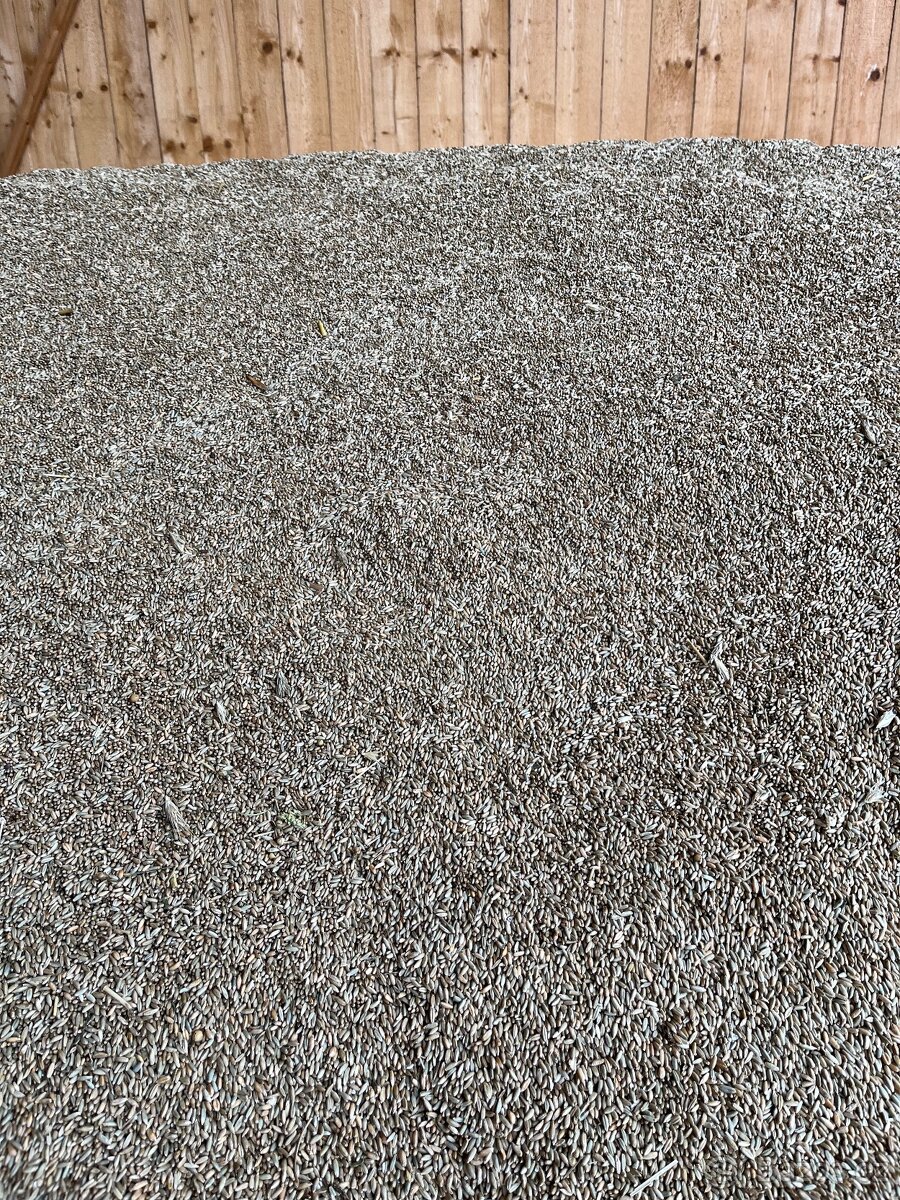 Bio žito k mletí - 2