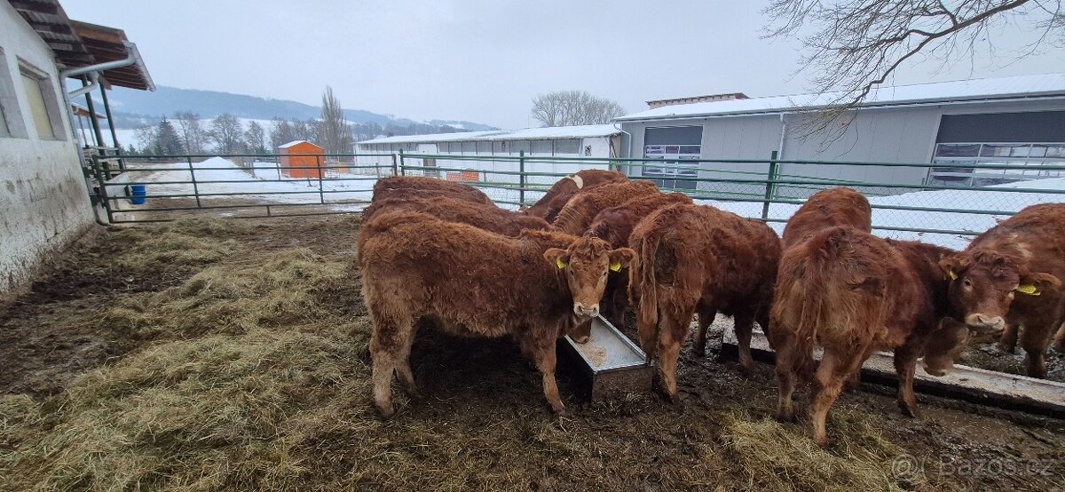 chovné jalovice - 2