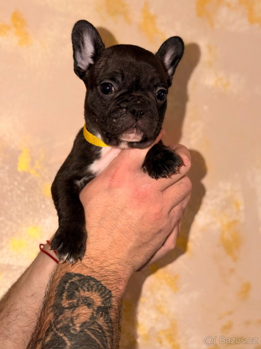 ❤️Francouzský buldoček❤️ - 2