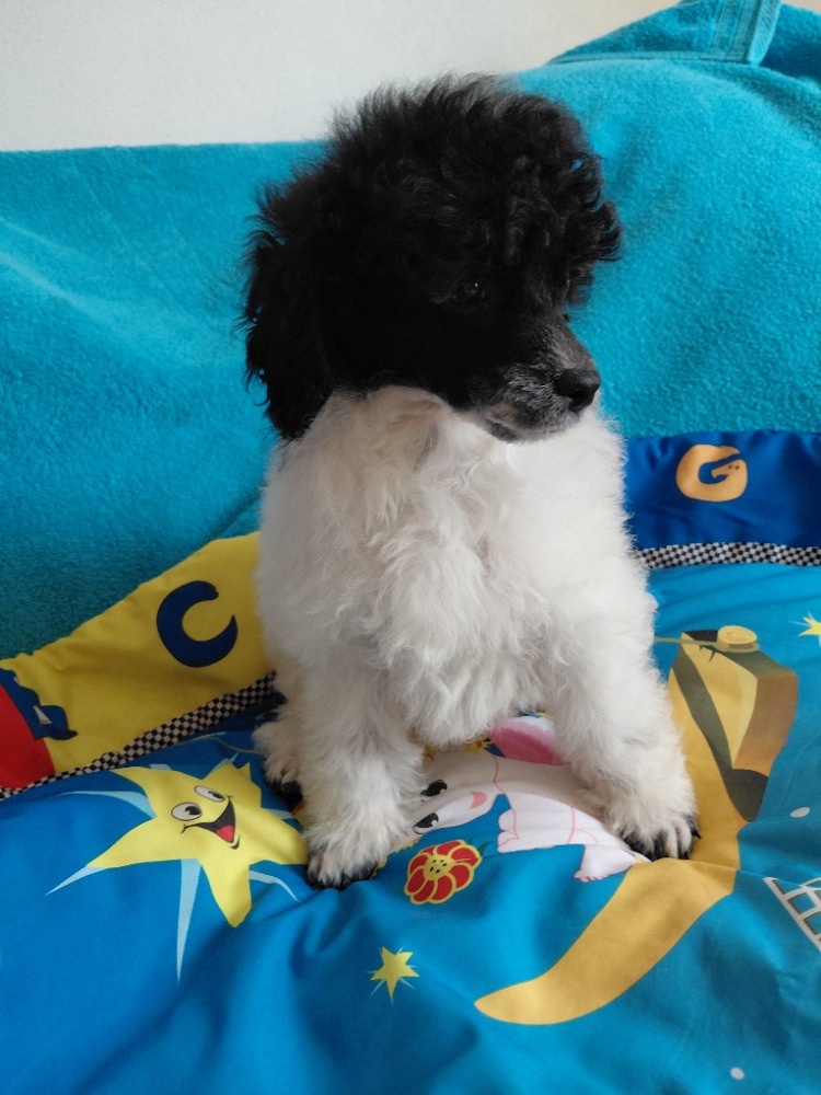 Pudl trpasličí - 2