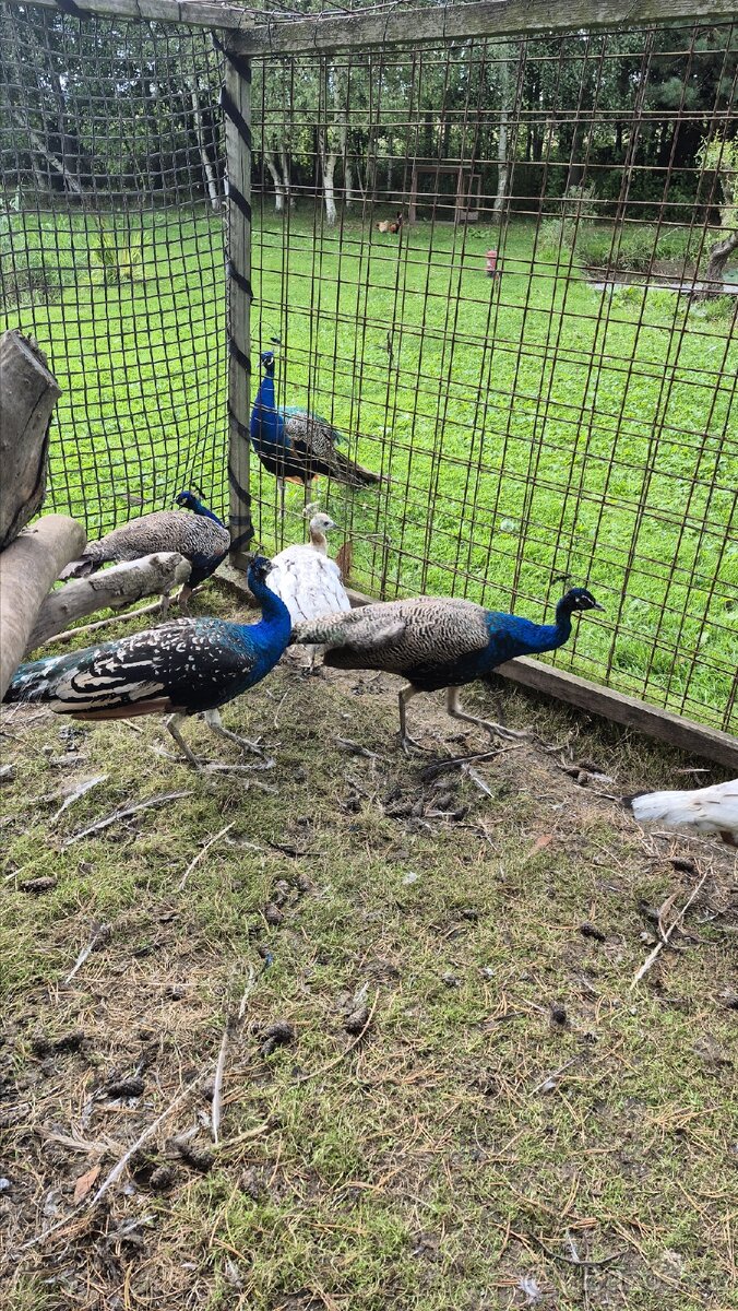 Pávice a páv černokřídlý - 2