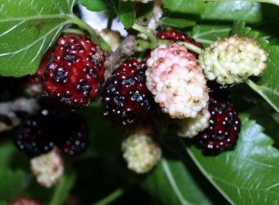 Moruše vitaminová bomba - 2