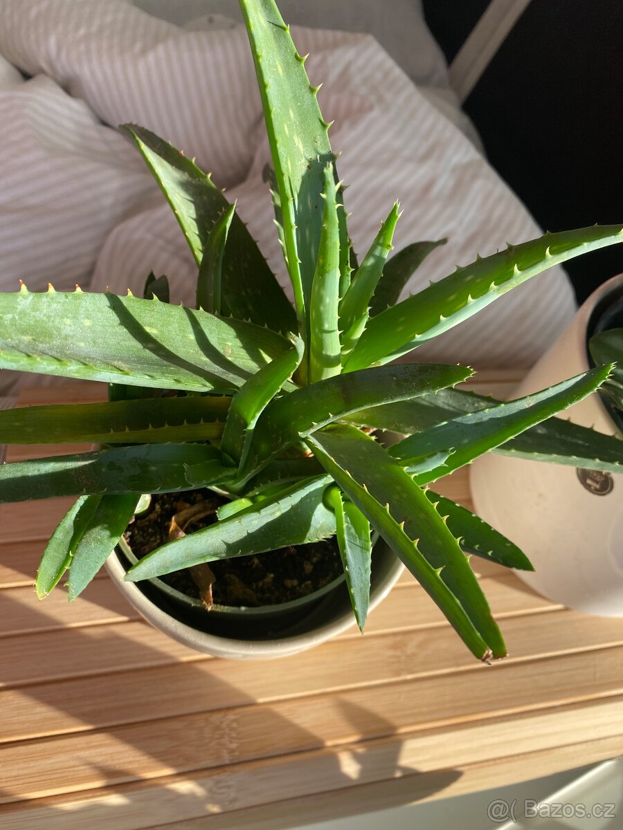 Aloe vera - 2