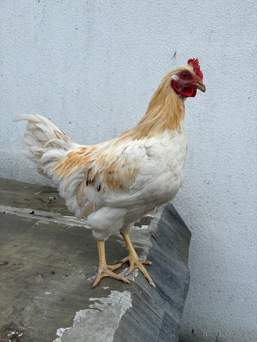Kohout - 2