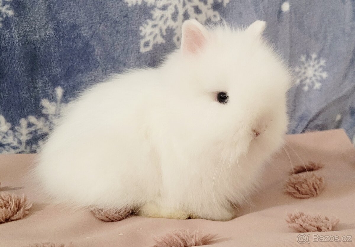 Zakrslý teddy kralík - 2