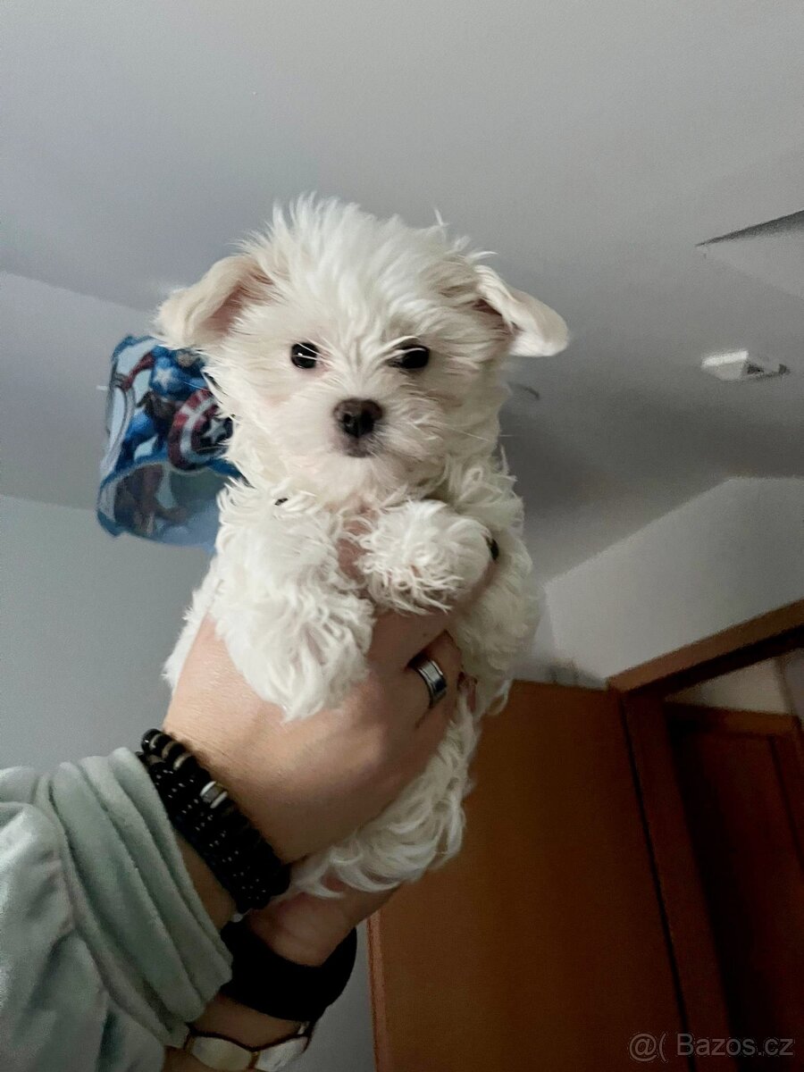 Maltézský psík - 2