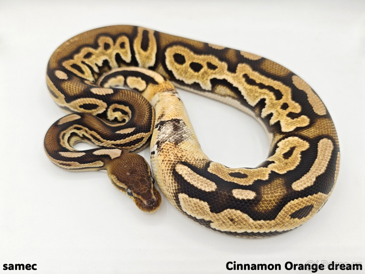 Krajta královská (Python regius) - 2