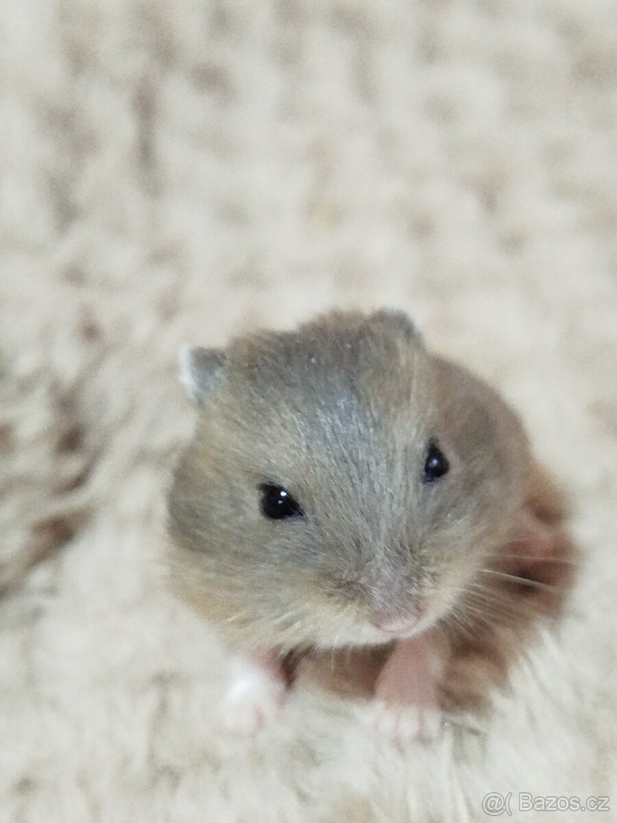 Sameček křeček džungarský - 2