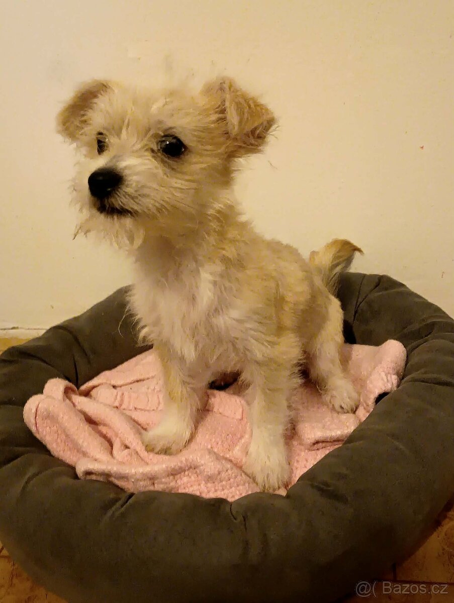 3 měsíční štěně - 2