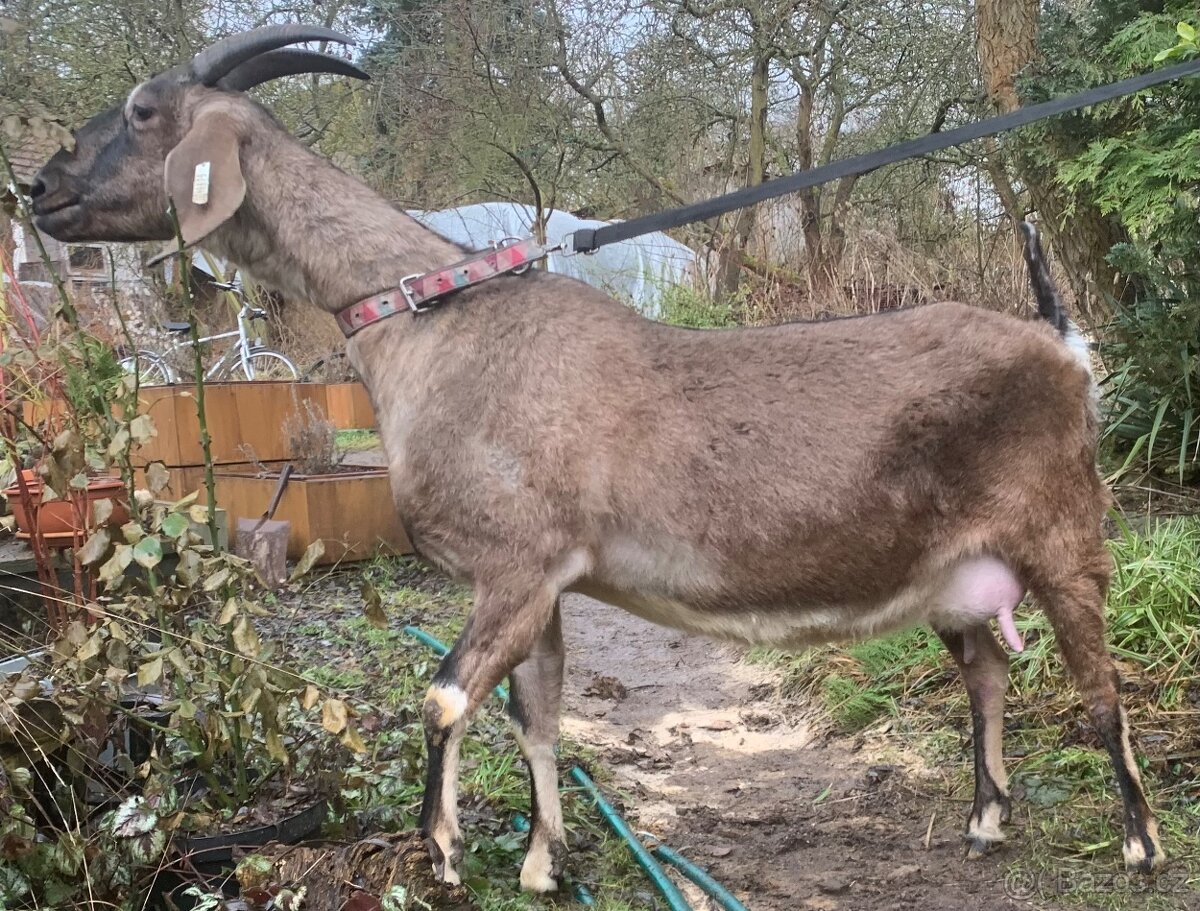 Vysokoprocentní anglonubijská koza - 2