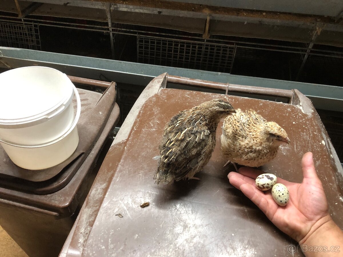 Křepelka japonska - 2