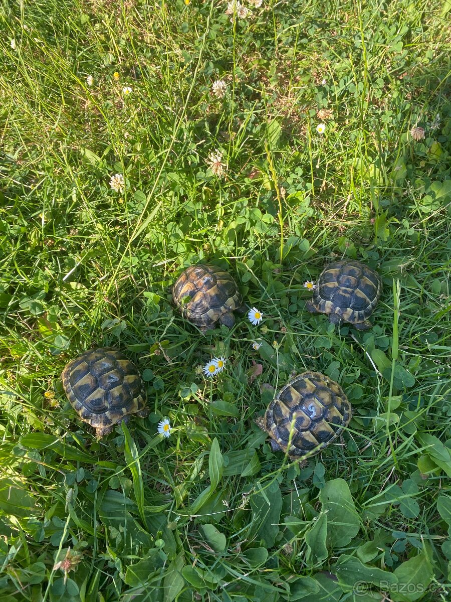 Želva zelenavá - 2