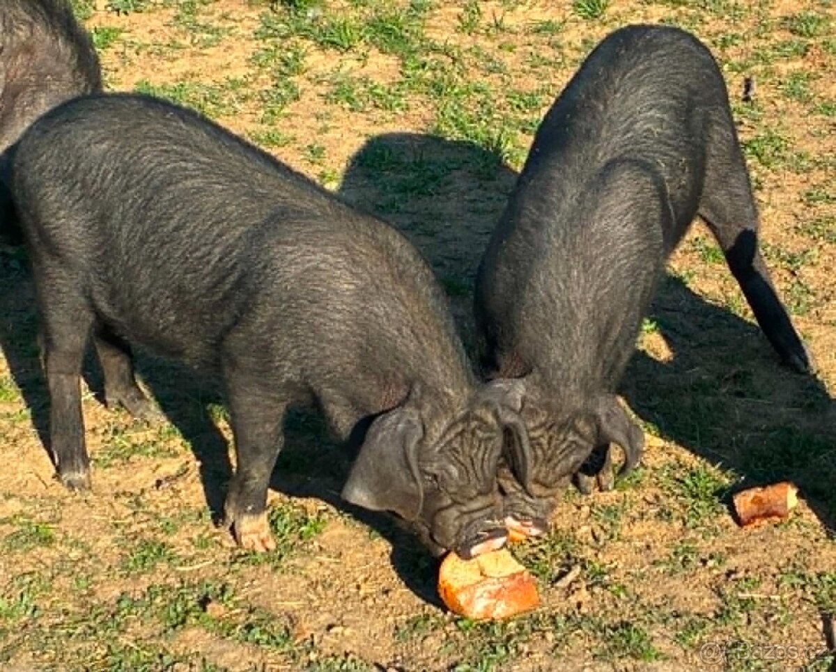 čínské klapouché - 2