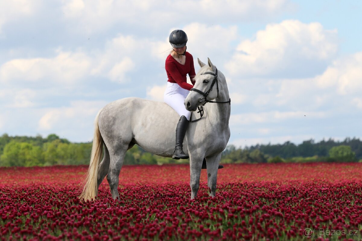 Sportovní pony B - 2