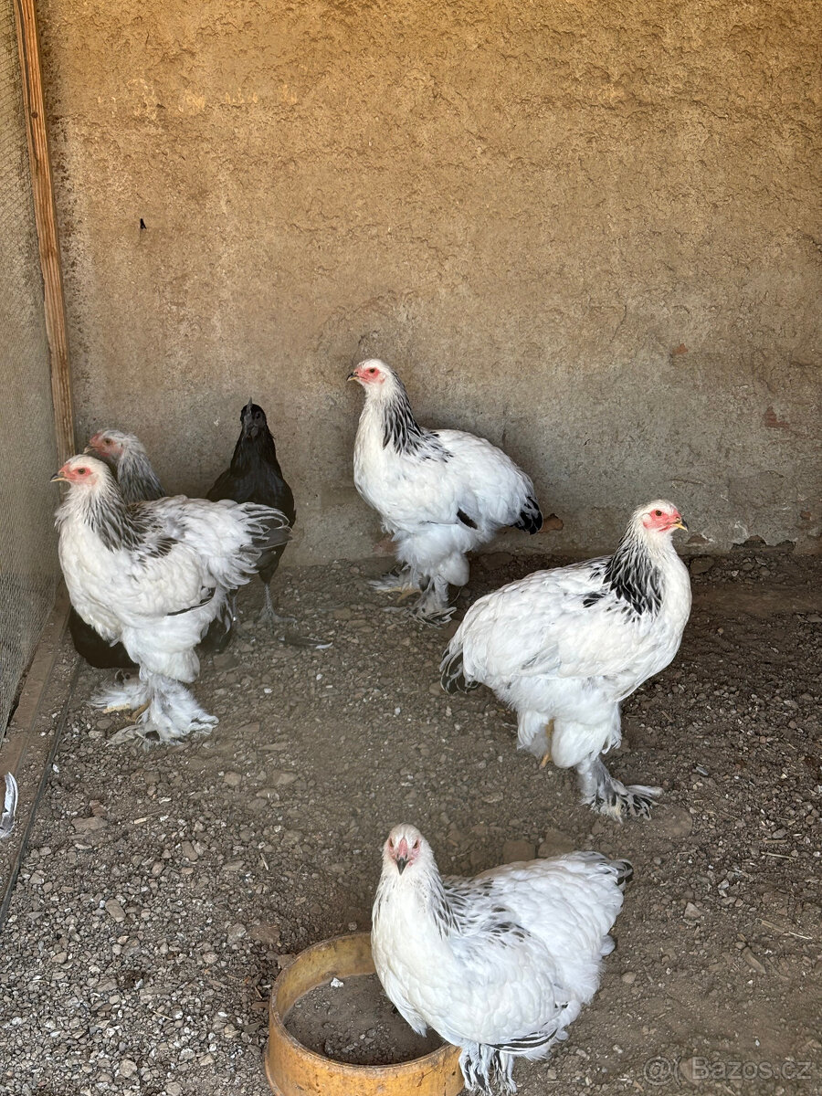 kuřata ayam cemani - 2