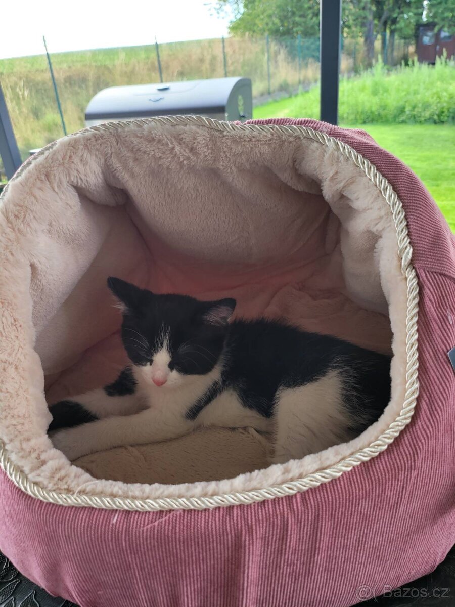 Darujeme Kotě do dobrých rukou - 2