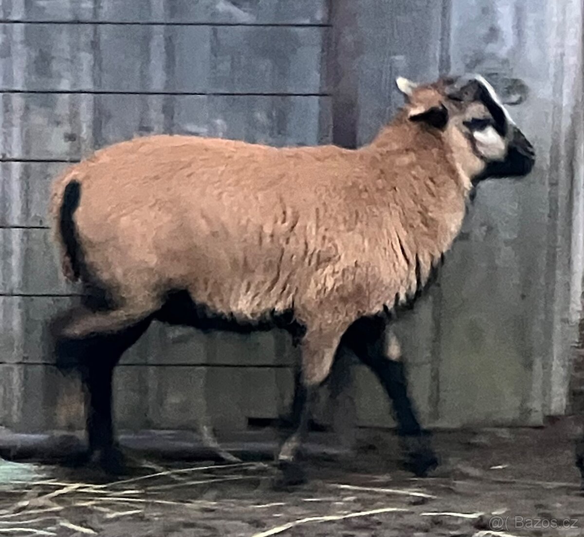 Kamerunský beránek - 2