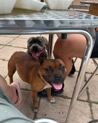 Stafordšírský bulteriér - 2